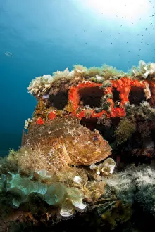 Scorpionfish Prints: Scorpionfish (Scorpaena porcus) lying on the artificial reef, Larvotto Marine Reserve