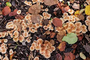 France Prints: Scotch bonnet (Marasmius oreades) mushrooms, Alsace, France. November