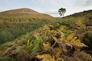 Scots pine forest extending up to natural tree line, with bracken (Pteridium aquilinum)