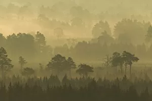 Scots Pine forest on misty autumn morning, Rothiemurchus Forest, Cairngorms National Park