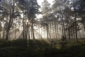 Images Dated 15th October 2014: Scots Pine forest (Pinus sylvestris) with early morning misty light filtering through the forest
