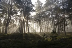 Scots Pine forest (Pinus sylvestris) with early morning misty light filtering through the forest