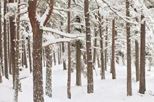 Scots Pine forest in winter, Abernethy Forest, Cairngorms National Park, Scotland