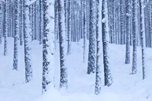Images Dated 27th November 2010: Scots Pine forest in winter, Abernethy Forest, Cairngorms National Park, Scotland