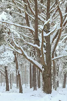 Scots Pine forest in winter, Abernethy Forest, Cairngorms National Park, Scotland, UK