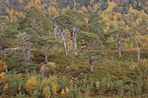 Neil Mcintyre Prints: Scots pine (Pinus silvestris) and Silver birch (Betula pendula) forest, with natural