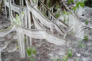 Climbers Prints: Scot's pine (Pinus sylvestris) branches and Ivy (Hedera helix) covered in ice along roadside during winter storm