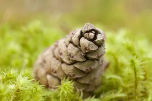 Detail of Scots pine (Pinus sylvestris) cone on moss, Abernethy Forest, Cairngorms NP