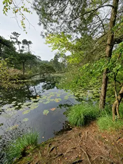 Gymnosperm Prints: Scots pine (Pinus sylvestris) and deciduous trees on banks of pond