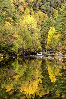 Gymnosperm Prints: Scots pine (Pinus sylvestris) and Downy birch (Betula pubescens) trees in Caledonian pine forest with reflection