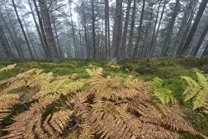 Pteridophytina Prints: Scots pine (Pinus sylvestris) forest with Bracken (Pteridium aquilinum) ground flora in autumn