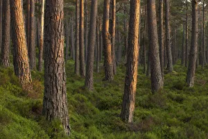 Scots pine (Pinus sylvestris) forest in evening light, Abernethy, Cairngorms National Park