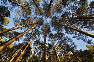 Scots pine (Pinus sylvestris) forest looking skywards towards forest canopy