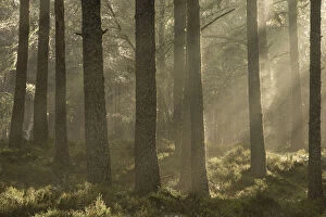 Scots pine (Pinus sylvestris) forest with sun filtering through mist, Alvie Estate