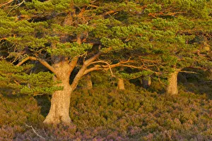Trunks Prints: Scots pine (Pinus sylvestris) in late evening light with flowering heather (Ericaceae sp)