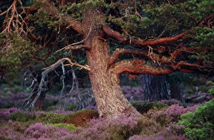 Scots pine (Pinus sylvestris) mature tree in evening light, Abernethy Forest RSPB Reserve