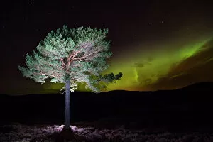 Highlands Of Scotland Collection: Scots pine (Pinus sylvestris) with Northern lights / Aurora borealis lighting up