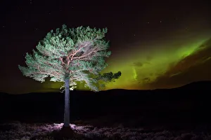 Gymnosperm Prints: Scots pine (Pinus sylvestris) with Northern lights / Aurora borealis lighting up
