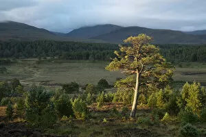 Scots pine (Pinus sylvestris) and regenerating trees, Abernethy Forest, Cairngorms National Park, Scotland, UK