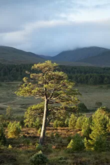 Images Dated 26th May 2022: Scots pine (Pinus sylvestris) and regenerating trees, Abernethy, Cairngorms National Park