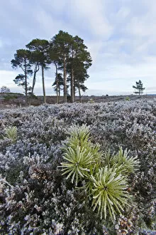Scots pine (Pinus sylvestris) sapling on heather moorland, Strathspey, Cairngorms National Park