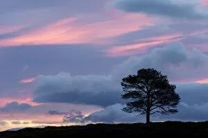 SCOTLAND - The Big Picture Gallery: Scots Pine (Pinus sylvestris) silhouetted at dawn, Cairngorms National Park, Scotland