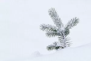 Scots Pine (Pinus sylvestris) tree seedling in snow, Abernethy Forest RSPB Reserve