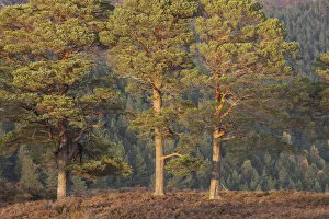 Three Scots pine (Pinus sylvestris) trees, with conifer woodland in the background