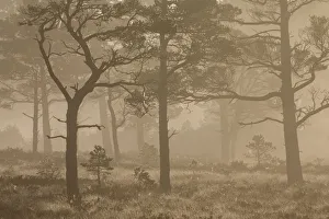 Rspb Prints: Scots pine (Pinus sylvestris) trees in Caledonian pine forest at sunrise, Abernethy