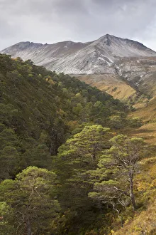 Scots pine (Pinus sylvestris) trees growing in wooded ravine, Beinn Eighe National Nature Reserve