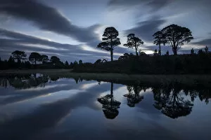 Images Dated 4th September 2014: Scots pine (Pinus sylvestris) trees reflected in lochan at dawn, Abernethy National Nature Reserve