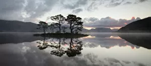 Mountain Gallery: Scots pine (Pinus sylvestris) trees reflected in Loch Maree at sunrise with Slioch in background