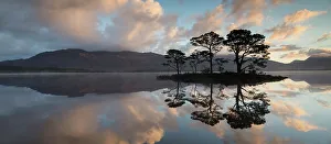 Gymnosperm Prints: Scots pine (Pinus sylvestris) trees reflected in Loch Maree at dawn with Slioch in background