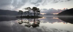 Scots pine (Pinus sylvestris) trees reflected in Loch Maree at sunrise with Slioch in background