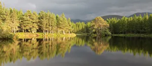 Panorama Prints: Scots pine (Pinus sylvestris) trees reflected in Lochan nan Geadas in evening light