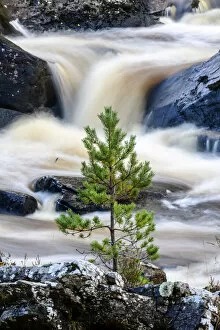 Scots pine sapling (Pinus sylvestris) growing on rocky island