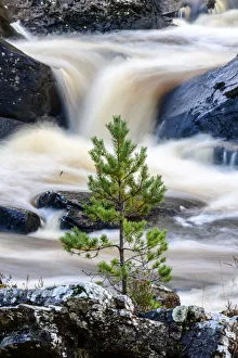 May 2021 Highlights Collection: Scots pine sapling (Pinus sylvestris) growing on rocky island