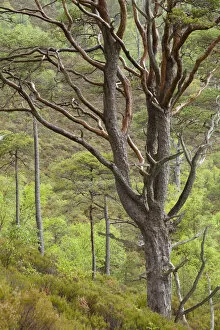 Scots pine tree (Pinus sylvestris) in natural woodland, Beinn Eighe NNR, Highlands