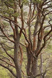 Scots pine tree (Pinus sylvestris) in natural woodland, Beinn Eighe NNR, Highlands