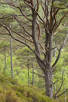 Scots pine tree (Pinus sylvestris) in natural woodland, Beinn Eighe NNR, Highlands