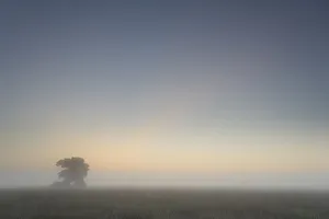 Castelein 100 Landscapes Collection: Scots pine tree (Pinus sylvestris) at sunrise, Groot Schietveld, Wuustwezel, Belgium