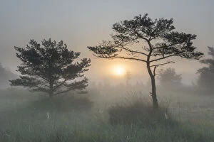 Castelein 100 Landscapes Collection: Scots pine tree (Pinus sylvestris) at sunrise, Klein Schietveld, Brasschaat, Belgium