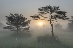 Bernard Castelein Gallery: Scots pine tree (Pinus sylvestris) at sunrise, Klein Schietveld, Brasschaat, Belgium