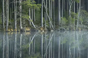 Images Dated 5th November 2011: Scots Pine trees (Pinus sylvestris) reflected in loch, Abernethy Forest, Scotland