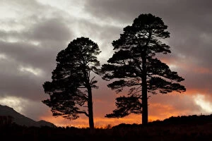 Two Scots pine trees (Pinus sylvestris) silhouetted at sunset, Glen Affric, Scotland