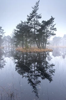 Scots pine trees (Pinus sylvestris) on island in wetlands, Klein Schietveld, Brasschaat