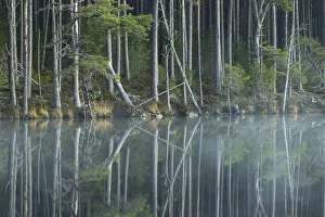Scots Pine trees (Pinus sylvestris) reflected in loch, Abernethy Forest, Scotland