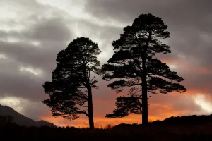 Two Scots pine trees (Pinus sylvestris) silhouetted at sunset, Glen Affric, Scotland