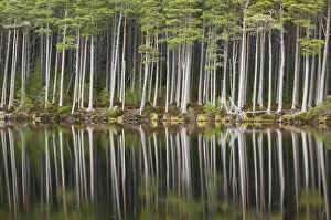 Arty Prints: Scots pine trees (Pinus sylvestris) standing alongside Loch Mallachie
