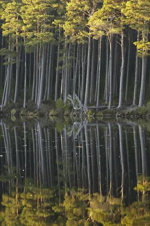 Arty Prints: Scots pine trees reflected in mirror-calm loch in late evening light, Loch Mallachie